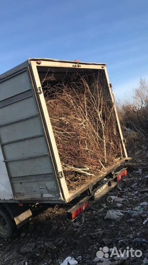 Вывоз мусора, хлама, веток газель