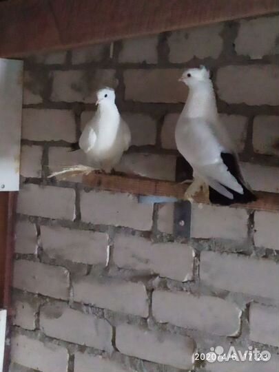 Голуби Пермские, Якобинцы, Чернохвостые бакинцы