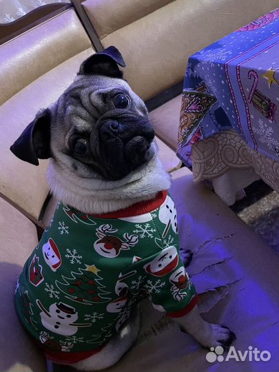 Мопс вязка мальчик