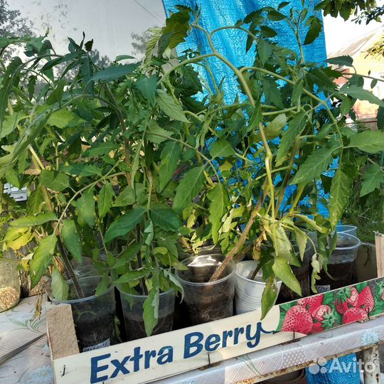 Рассада помидор, перца,баклажан