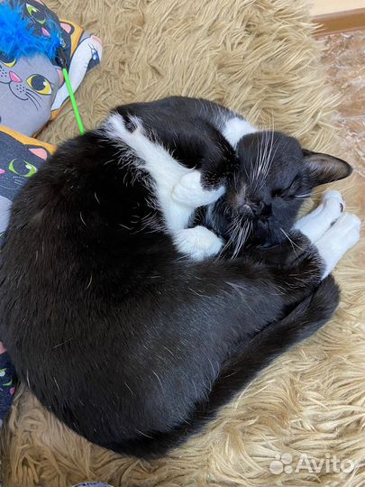 Шикарная ласковая кошка Маня ищет дом