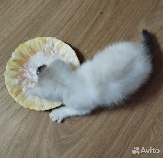 Котенок мальчик 1 месяц