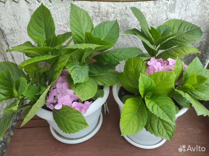 Гортензия комнатная