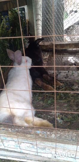 Прадаю кроликов есть самки и самцы