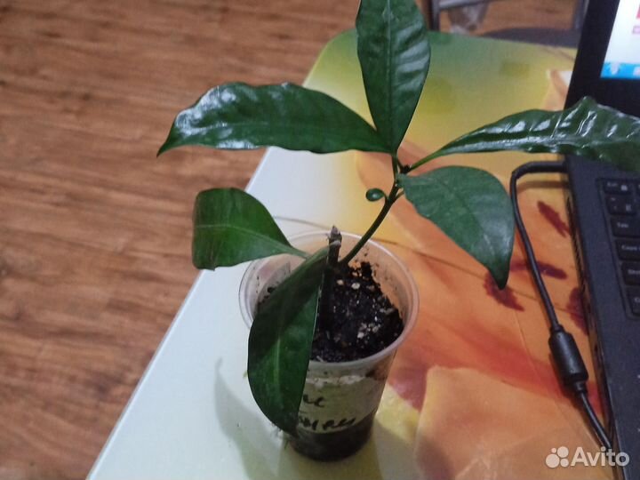 Табернемонтана Вентрикоза