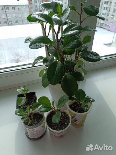 Пилея, Пеперомия