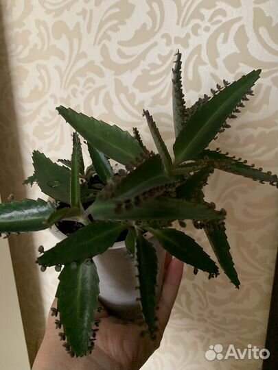 Каланхоэ лечебное