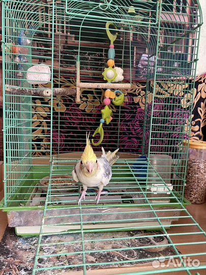 Попугай карелла с клеткой