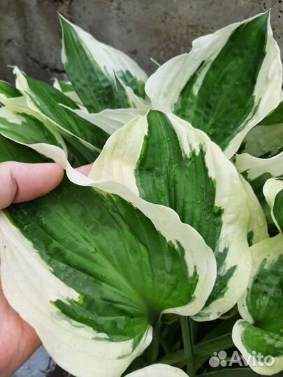 Хоста (Сортовые Хосты )