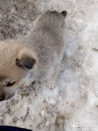 Щенок ищет хозяев