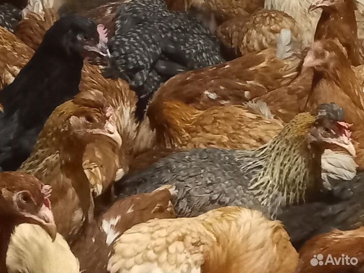 Курочки молодки