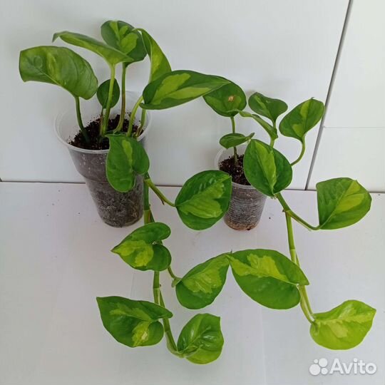 Сциндапсусы