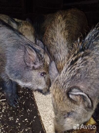 Дикие кабаны