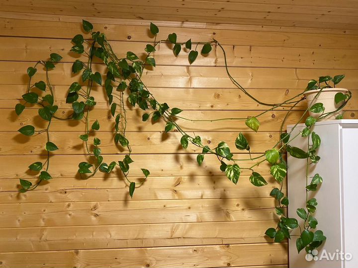 Сциндапсус мунлайт