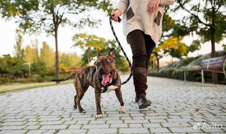 Выгул собак