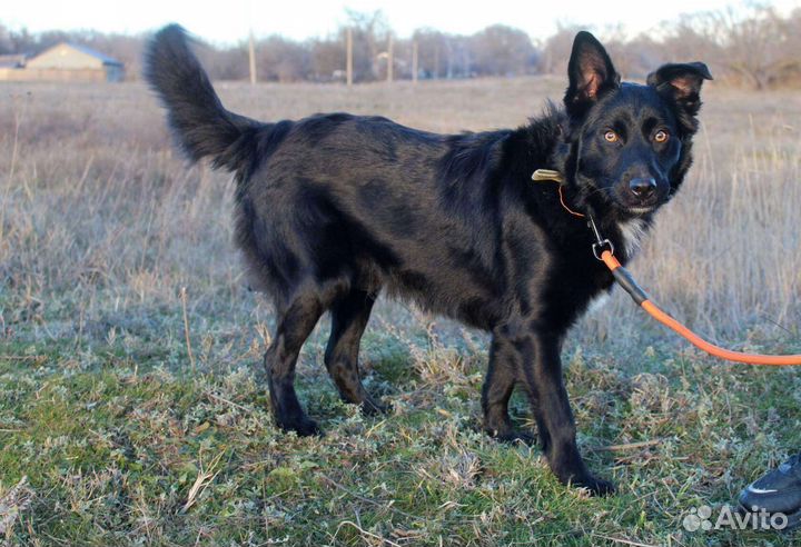 Кобель в добрые руки