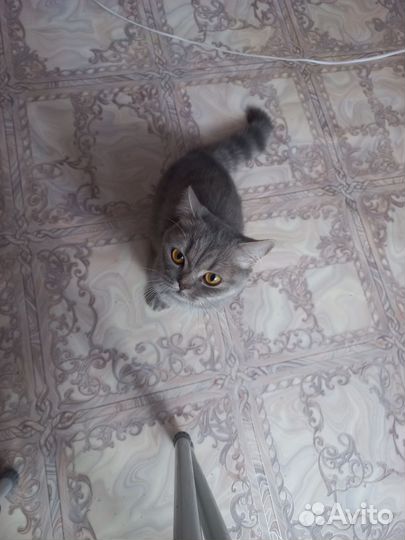 Кошки в добрые руки бесплатно