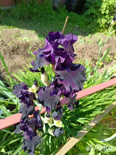 Ирисы. Разные сорта