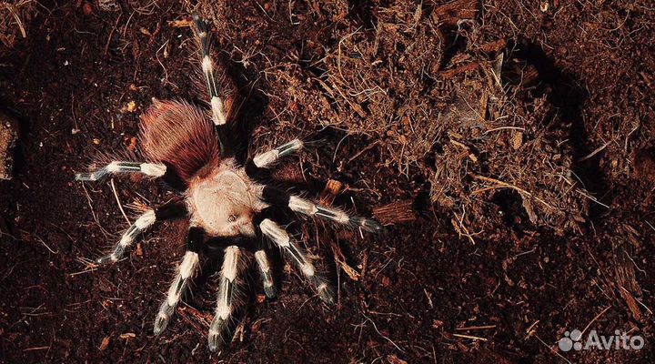 Паук птицеед Nhandu chromatus