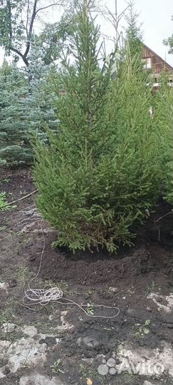 Ель обыкновенная