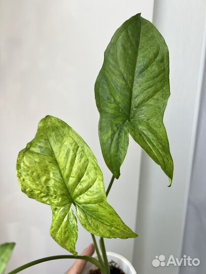 Сингониум Моттлед