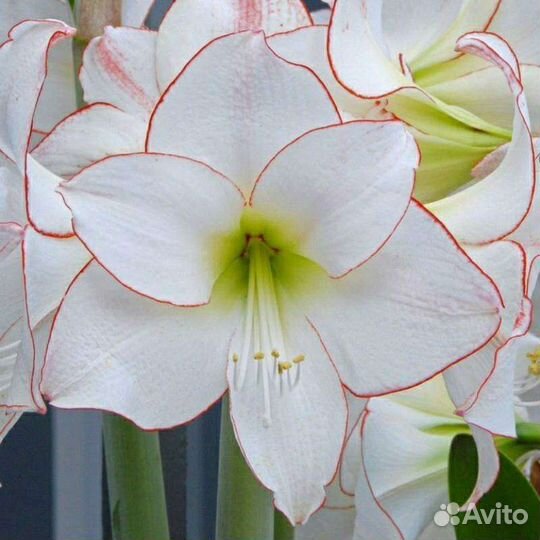 Амариллис Пикоти