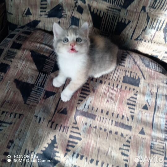 Отдам бесплатно котенка