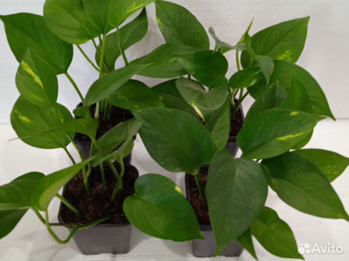 Сциндапсус