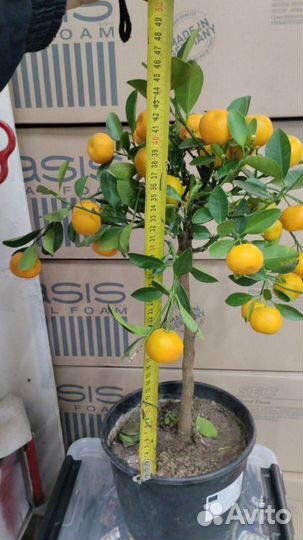 Мандариновое дерево (цитрус каламондин)