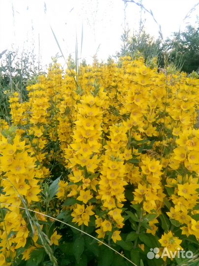 Вербейник. Ноготки. Золотой шар