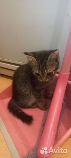 Кошки в добрые руки бесплатно