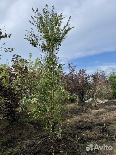 Саженцы Багрянник японский Cercidiphyllum japonic