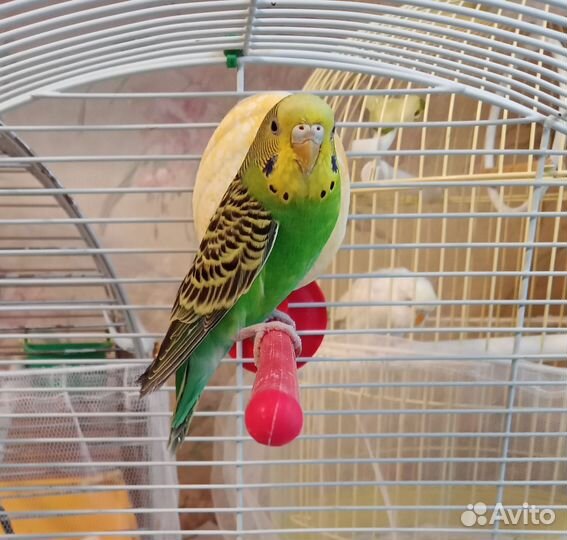 Птенцы волнистый попугай