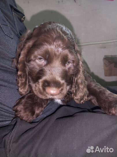 Кокер спаниель