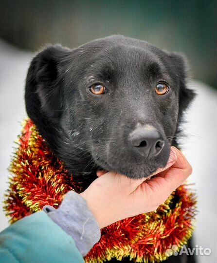 Сириус (собака в дар)