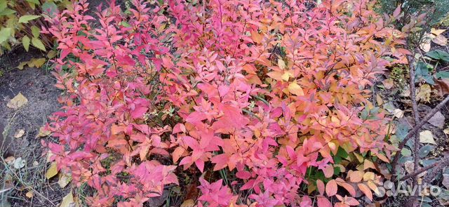 Крупномеры декоративных кустарников