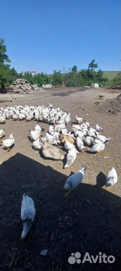 Молодые петушки