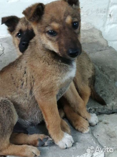 Дворовые собачки