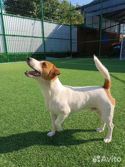 Вязка джек Рассел терьер