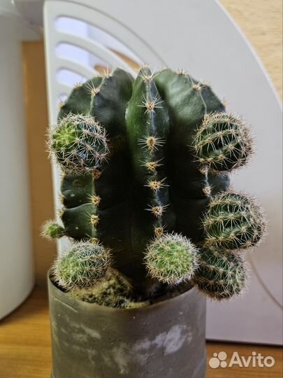 Кактус эхинопсис