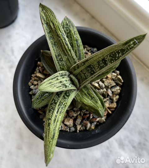 Редкие суккуленты