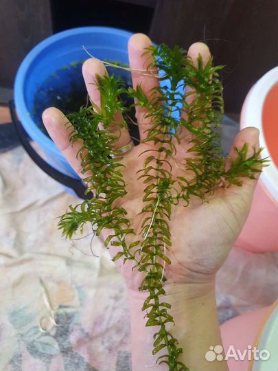 Аквариумная прополка