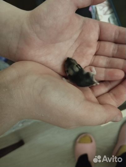 Джунгарский хомяк бесплатно