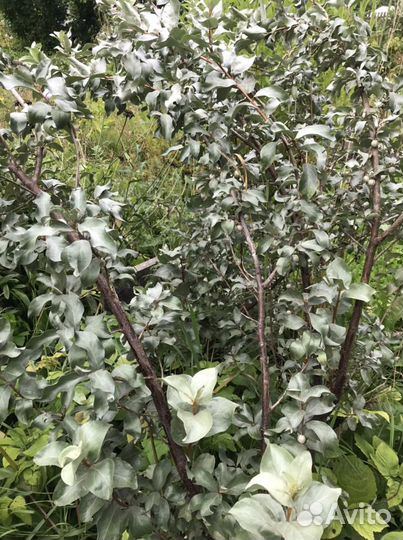 Лох серебристый