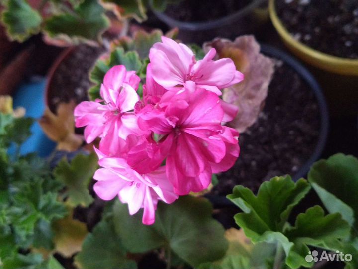 Пеларгонии сортовые