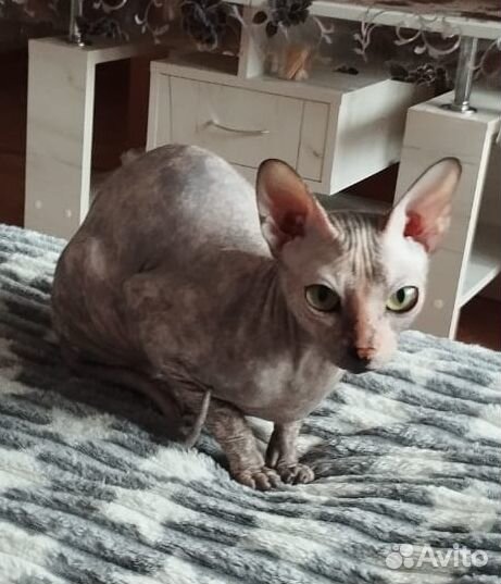 Отдам кошку