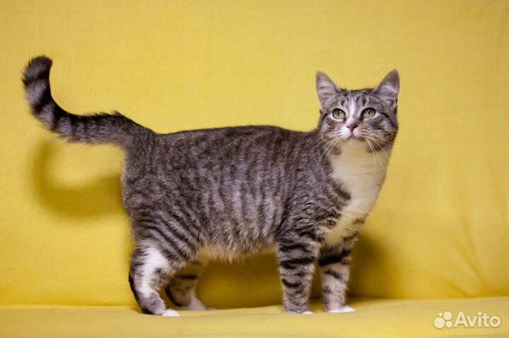 Кошка Мила, 3 года