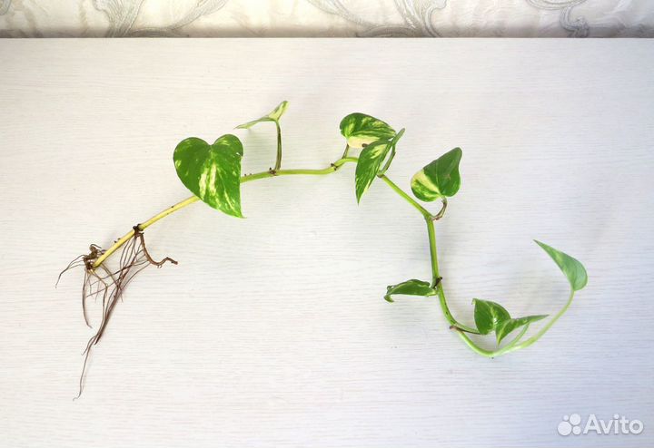 Сциндапсус эпипремнум Epipremnum scindapsus Aureum