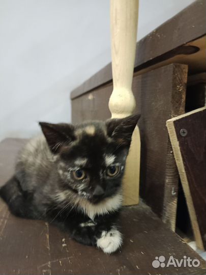 Котенок в добрые руки