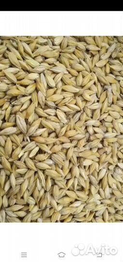 Ячмень Пшеница